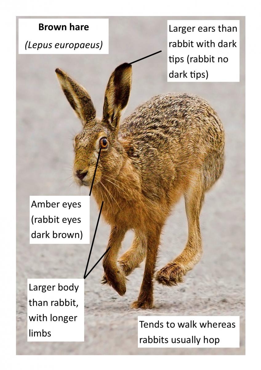 Species – Rabbit – The Mammal Society