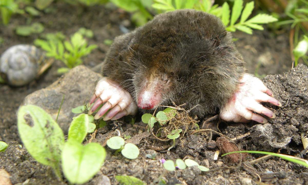 Species – Mole – The Mammal Society
