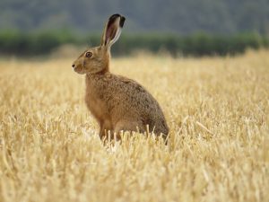 Hare by Alex White