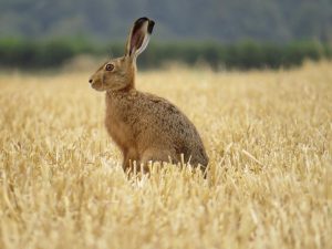 Sitting hare Alex White - 12 inch short dimension - 300 dpi