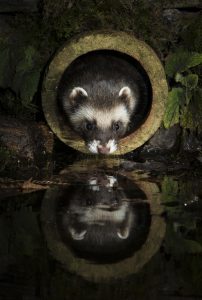 Polecat photo by Richard Bowler, winner of the Mammals on our Doorstep category
