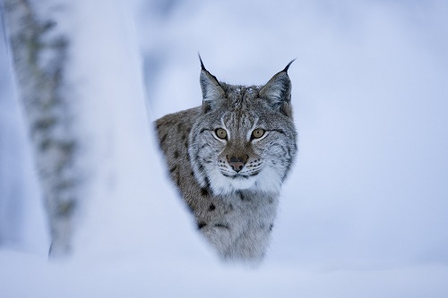 Position Statement – the reintroduction of the lynx to Britain – The Mammal  Society
