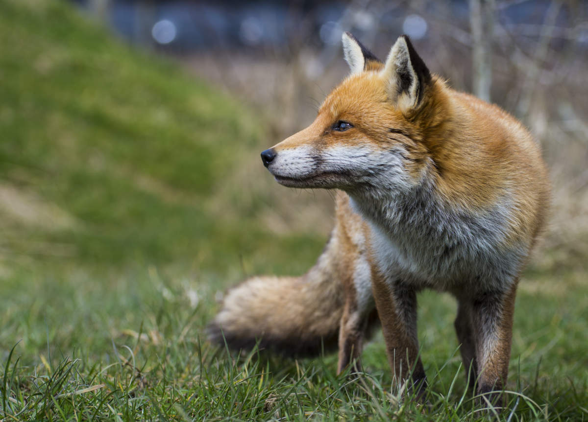 Species – Fox – The Mammal Society