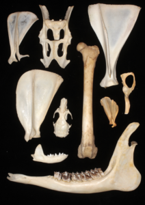 Skull and bone identification of British mammals – The Mammal Society