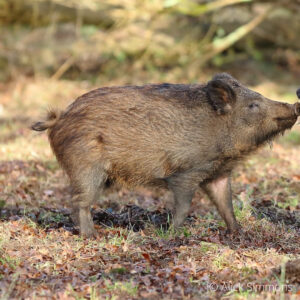 Species – Wild boar – The Mammal Society