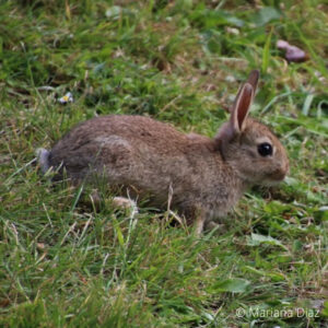 Species – Rabbit – The Mammal Society
