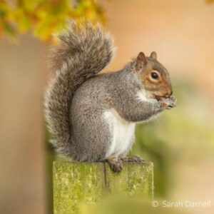 Species – Grey Squirrel – The Mammal Society