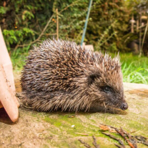 Species – Hedgehog – The Mammal Society