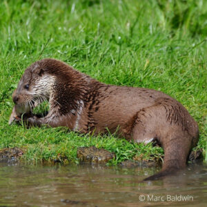 Species – Otter – The Mammal Society