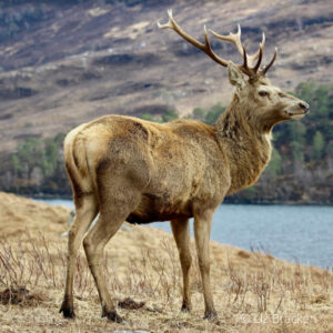 Species – Deer – Mammal Society