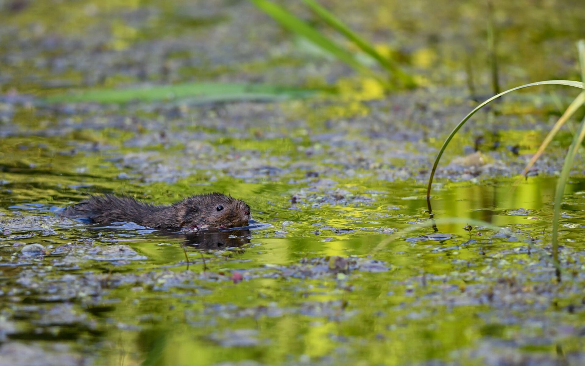 Michael Rodgers – Water Vole